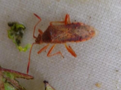 Réf. 194 533 : Rhopalus maculatus